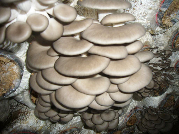平菇菌棒
