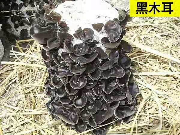 黑木耳菌包